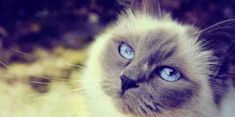 移动端与桌面端显卡天梯图对比（探究移动端和桌面端显卡天梯图之间的差异与发展趋势）  第1张