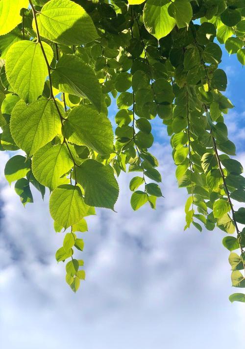 手机桌面壁纸主题定制，打造个性化手机界面（如何设置手机桌面壁纸为主题，让手机界面更加个性化）  第3张