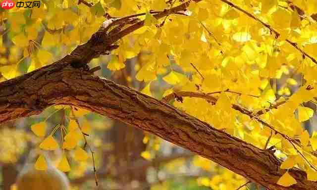 银杏树和普通杏树是亲戚吗  第1张