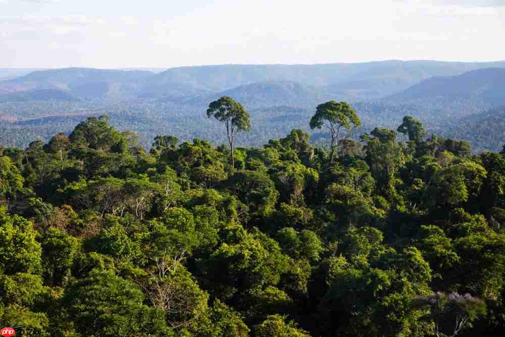 世界上热带雨林面积最大的国家是