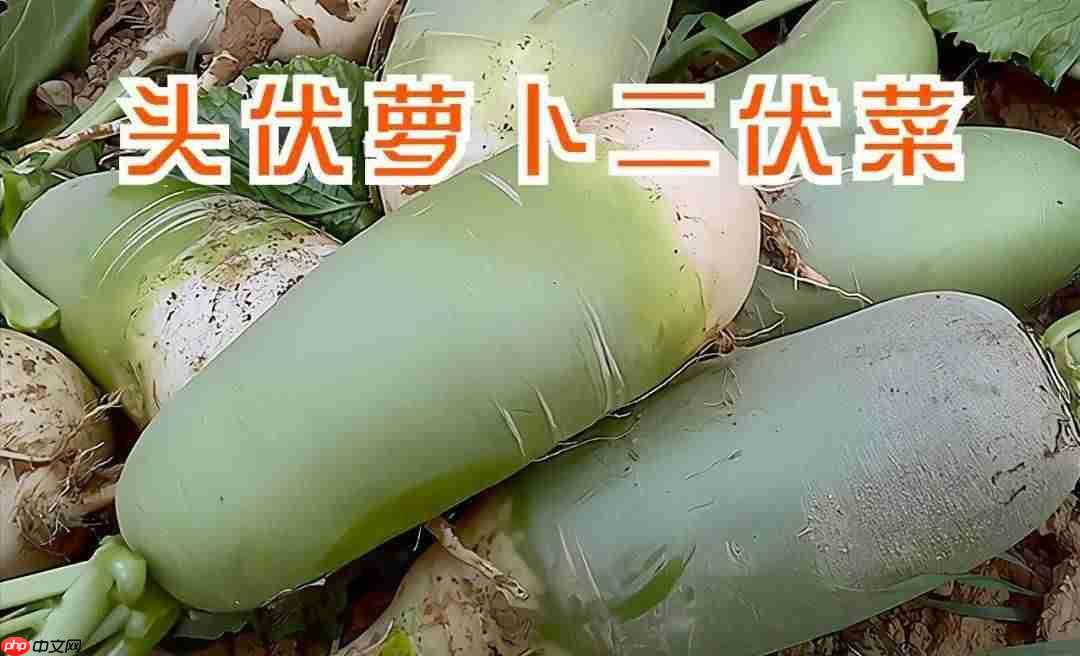 农谚头伏萝卜二伏芥小雪大雪收回来中的萝卜指的是  第1张