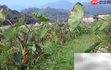 田头村变甜头村  第2张