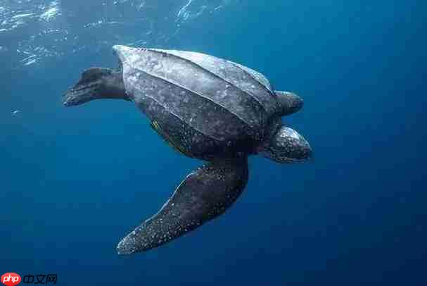 现今海洋中最大的爬行动物是  第1张