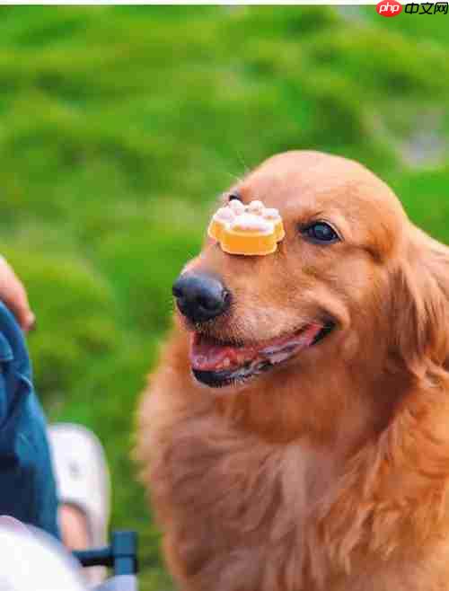 宠物烘焙师是做什么的