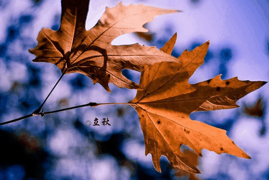 2023年立秋当天有雨吗?2023年立秋天气怎么样