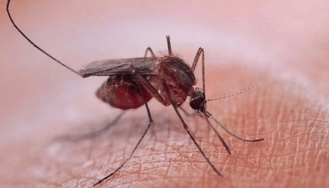 为什么20多层的高楼上有蚊子?20楼开窗户会进蚊子吗