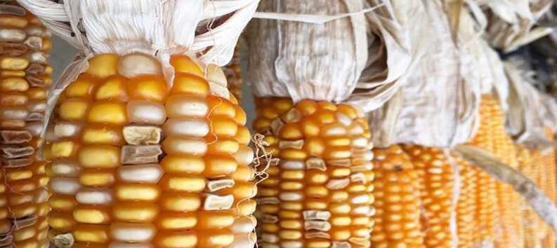 玉米价格有危险要大跌？2023年9月23日玉米行情(玉米价格太高)