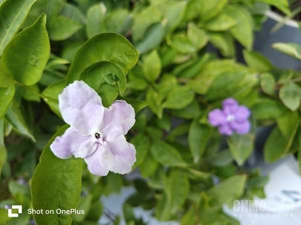 机情问答:一加Ace 2 Pro的性能真比高端旗舰强? 机情问答:一加Ace 2 Pro的性能真比高端旗舰强?