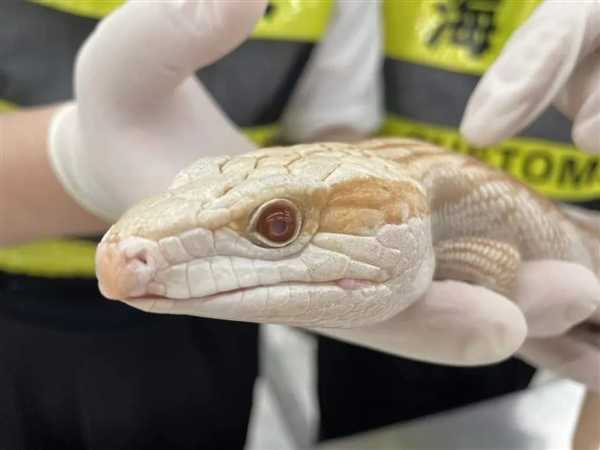 惊愕，女子胸前腰部绑藏15条活体蛇4条巨人蜈蚣入境被查