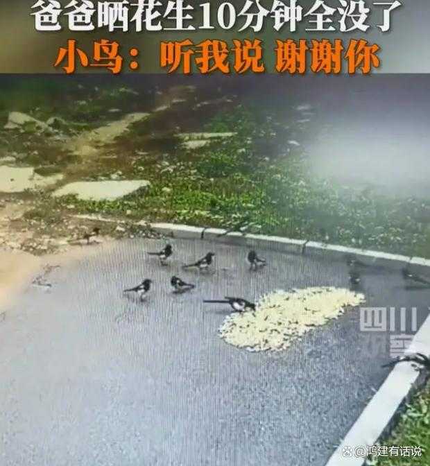 男子晒花生10分钟被鸟吃光插图1