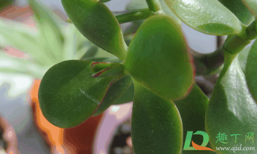 多肉玉树会开花吗?玉树如何养护开花数量多