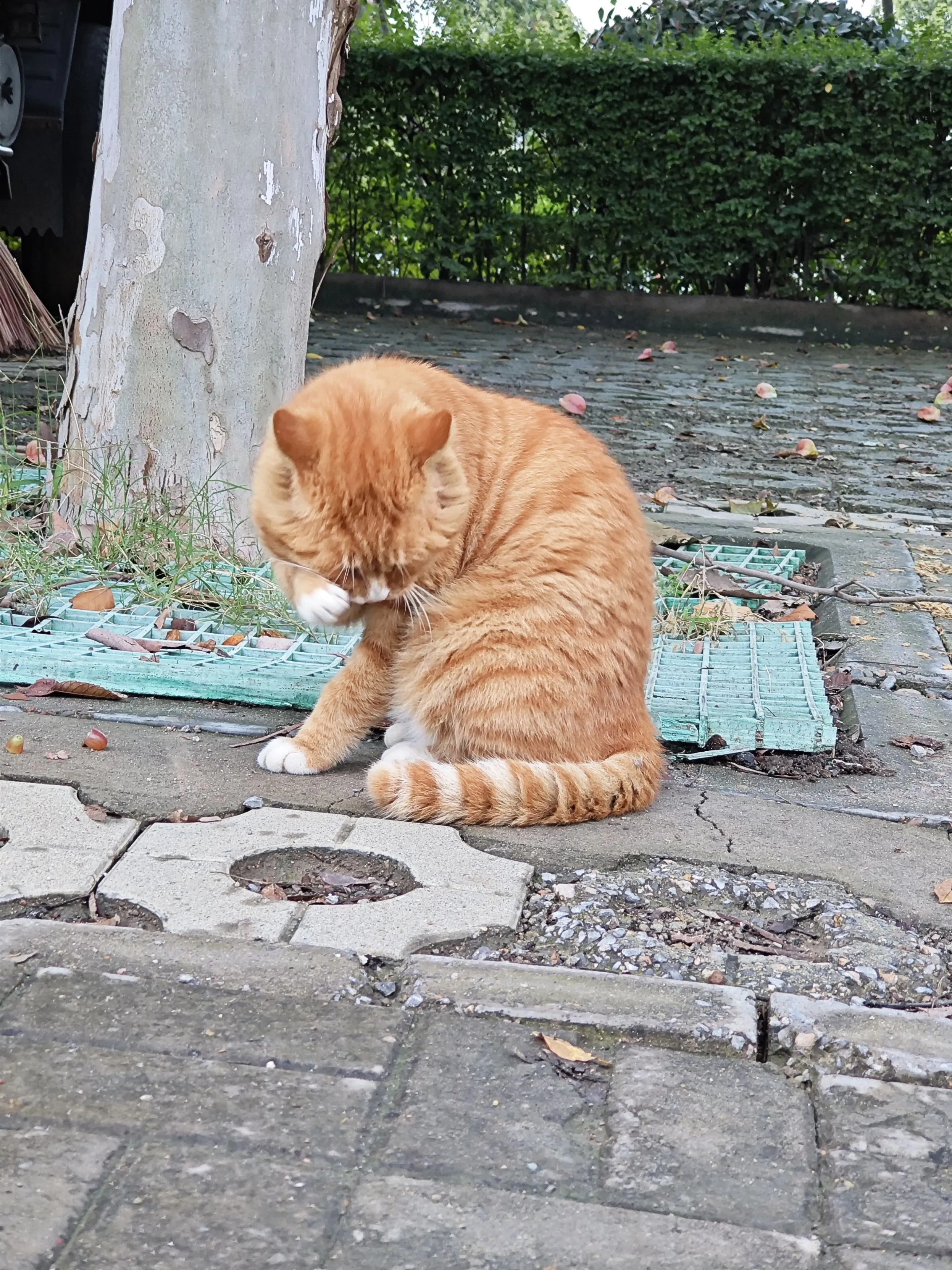 小米13，绝杀“强迫症”！连大叔都无法抗拒？插图2