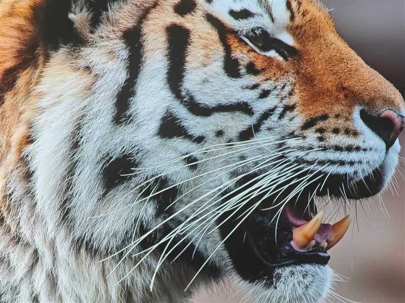 当贝X5Pro值得入手吗 激光投影仪当贝X5Pro详细评测插图30 当贝X5Pro值得入手吗 激光投影仪当贝X5Pro详细评测插图30