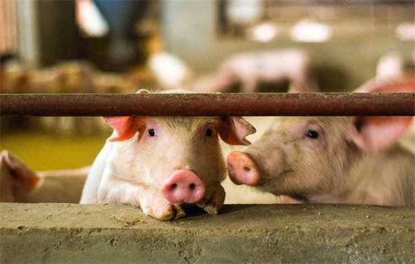 河南猪王为什么急了 负债1100亿