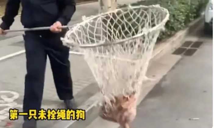 河南郑州严查未拴绳犬只 以下是严查未栓绳原因