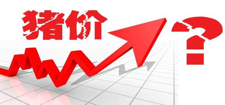 本周猪价如何 小幅上涨 机构称年底大幅反弹的可能性不大