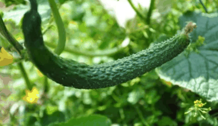 黄瓜为什么有苦味?解决黄瓜苦味的方法有哪些