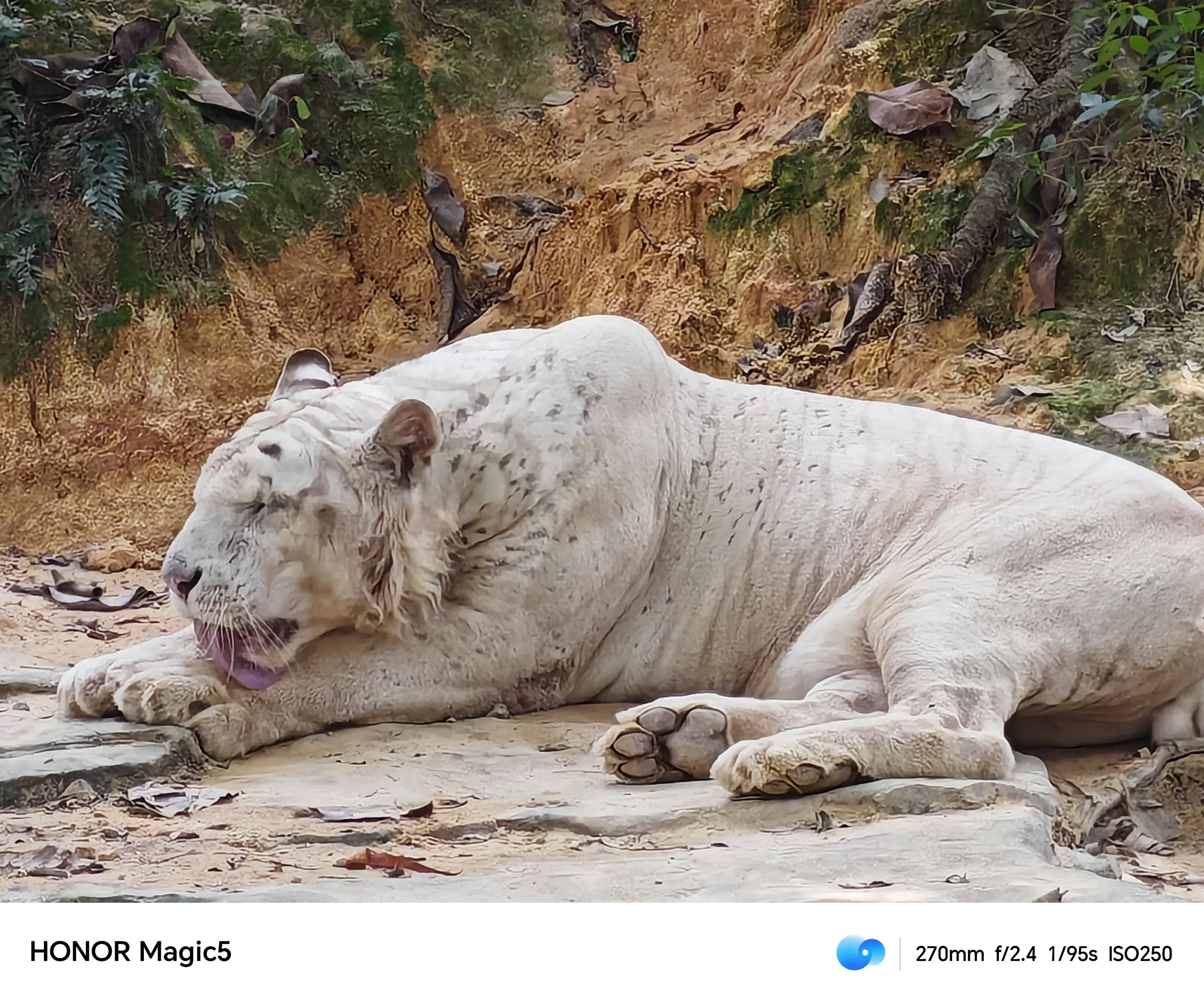 荣耀magic5 3个月使用感受“我只说真实，其他的你们来”插图6