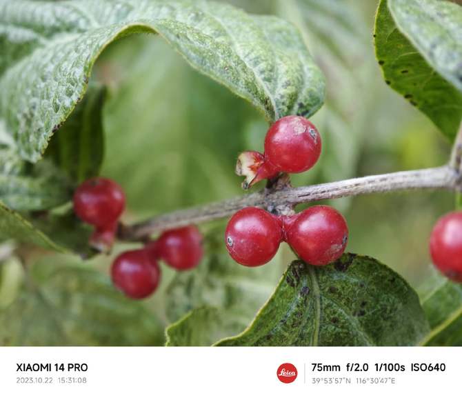 小米14系列首发评测:性能暴增功耗更低,还有三项拍照黑科技!插图35 小米14系列首发评测:性能暴增功耗更低,还有三项拍照黑科技!插图35