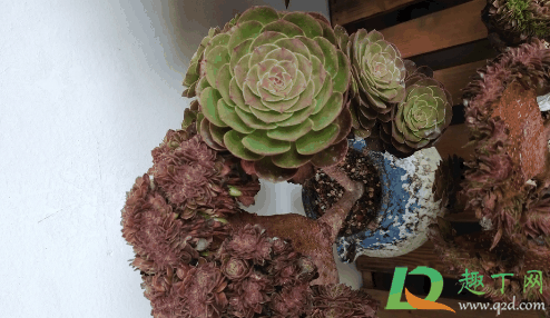 鸡蛋壳放在肉盆里能防虫吗?多肉防虫用什么比较好