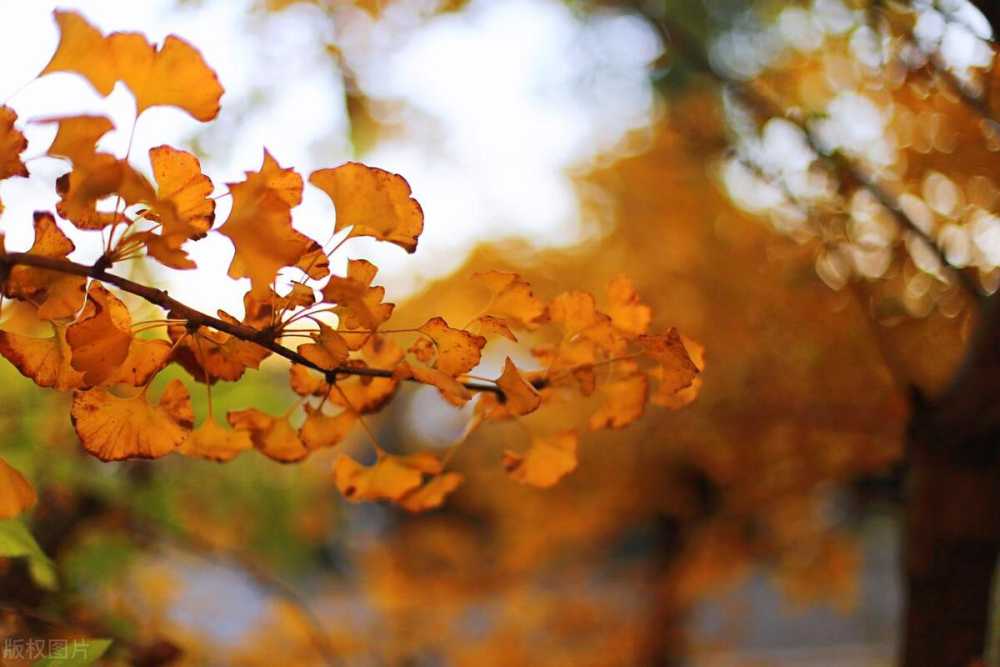 十月再见，十一月你好祝福文案插图5