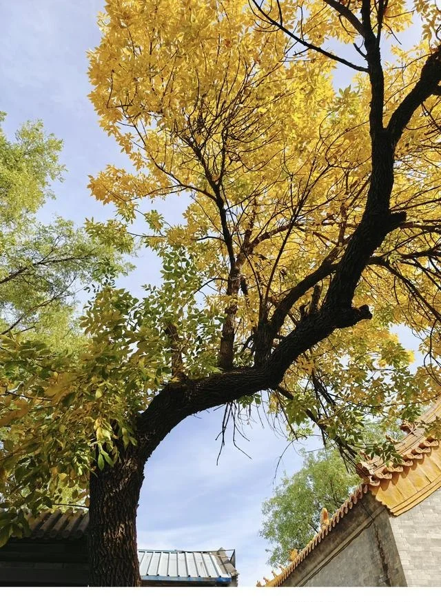 我决定购买OPPO Find N3,是因为这四个理由插图3 我决定购买OPPO Find N3,是因为这四个理由插图3