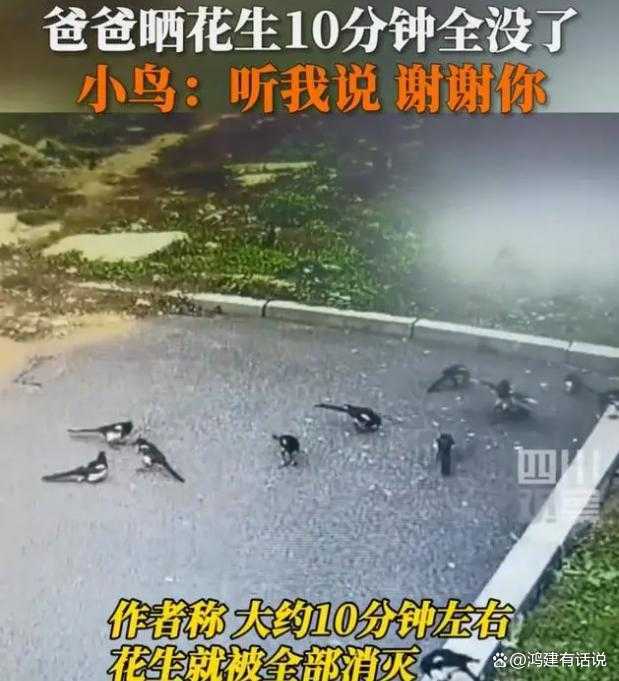 男子晒花生10分钟被鸟吃光插图2