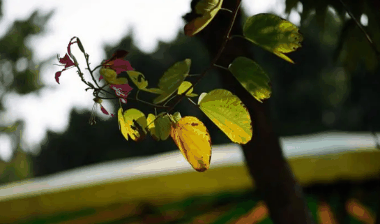 2023年广州11月份气温多少度?11月去广州穿什么衣服合适