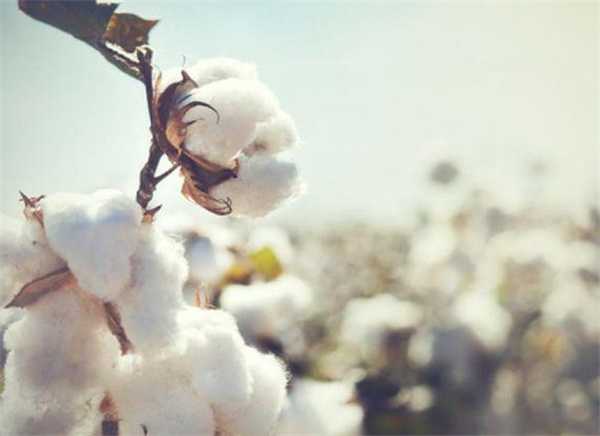 棉花价格暴跌纺企业绩亏损 机构有何看法 称下跌空间有限