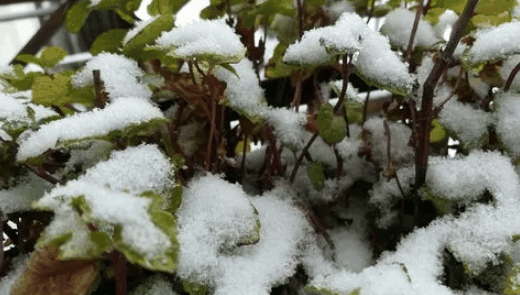 2023年湖南冬天会下雪吗?湖南哪个地方每年都会下雪