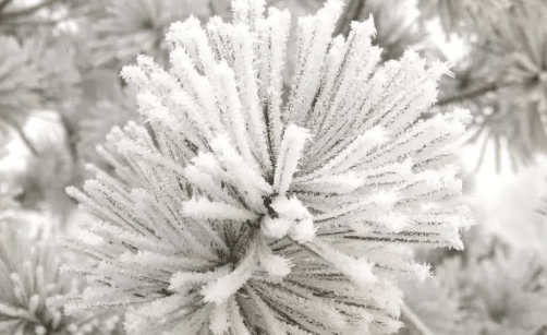 2023年冬天可以去哪里赏雾凇?去看雾凇穿什么衣服照相好看