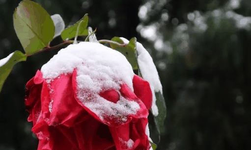 2023年12月会有极寒天气出现吗?2023年12月天气异常吗插图 2023年12月会有极寒天气出现吗1