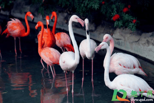 武汉野生动物王国门票怎么买?武汉野生动物王国门票购买方法及攻略