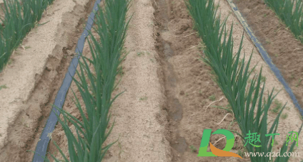 2021年种大葱能挣钱吗?2021年种大葱会亏本吗