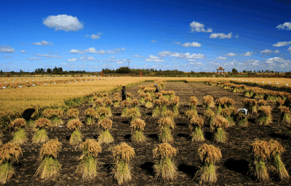 2024年是一个丰收年吗?2024年是不是丰收年