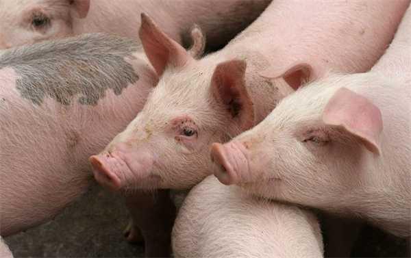 1万吨猪肉收储来袭 猪价会超跌大涨吗 机构分析插图 1万吨猪肉收储来袭