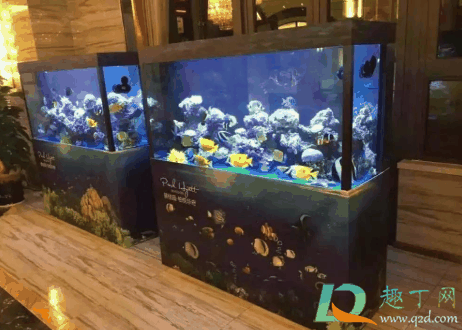 买鱼缸多大的好?买鱼缸需要看风水吗