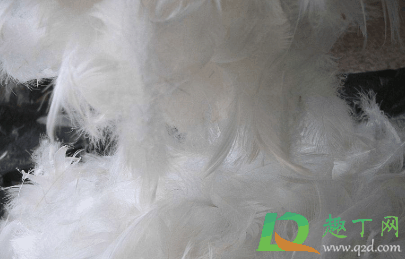 羽绒有鸭味道怎么去除?羽绒服有鸭毛味是不是说明质量差插图 羽绒有鸭味道怎么去除1