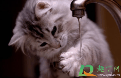 为什么猫咪肚子鼓鼓的?猫传腹和肚子大的区别