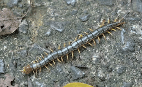 蜈蚣会从卫生间下水道上来吗3