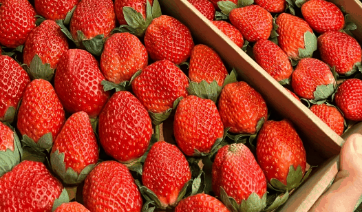 草莓打农药多吗有毒吗?草莓打药孕妇能吃吗