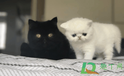 一个月幼猫需要体内驱虫吗?猫咪体内驱虫药怎么吃