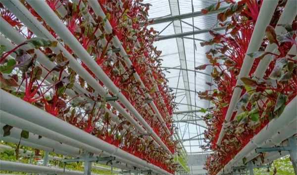 20层“高楼”里可以种菜吗 是无人种植工厂