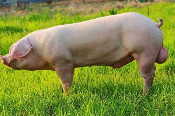 一整头猪卖完盈利到底有多少 数据让你大开眼界