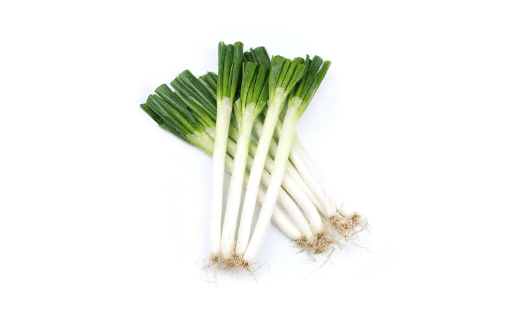 章丘大葱为什么长的那么高?章丘大葱为啥那么高插图2 章丘大葱为什么长的那么高3