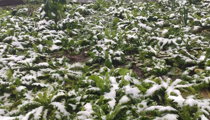 北京天津的初雪要来了 下周可能会有两场雪插图1 北京天津的初雪要来了 下周可能会有两场雪