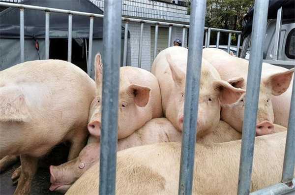 4天大涨5毛9 二次寒潮来袭 猪价能破7入8吗 详情分析