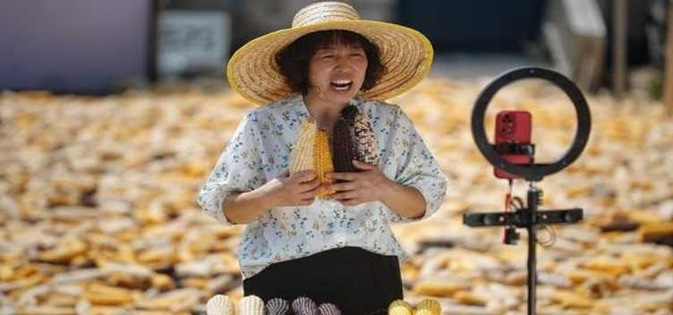 玉米怎么了 刹不住车下跌 市场失真12月17日玉米价格如何