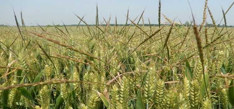 要不要担心 俄罗斯限制硬质小麦出口 对我们进口有何影响