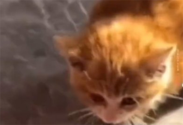 小猫雪天被冻僵 女子用吹风机救活